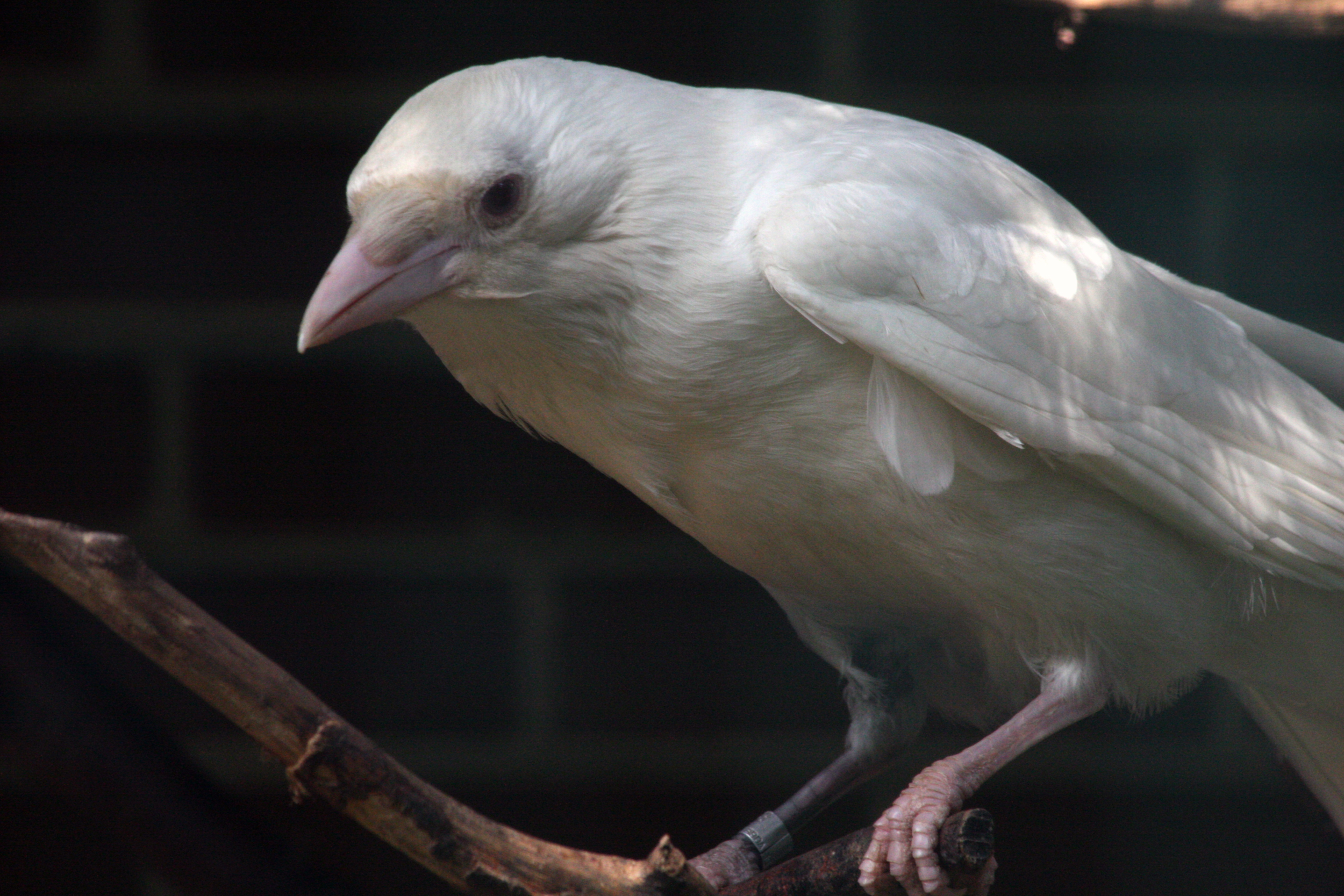Птица объявится белая ворона. Грач альбинос. Сорока альбинос. Галка альбинос. Ворона альбинос.