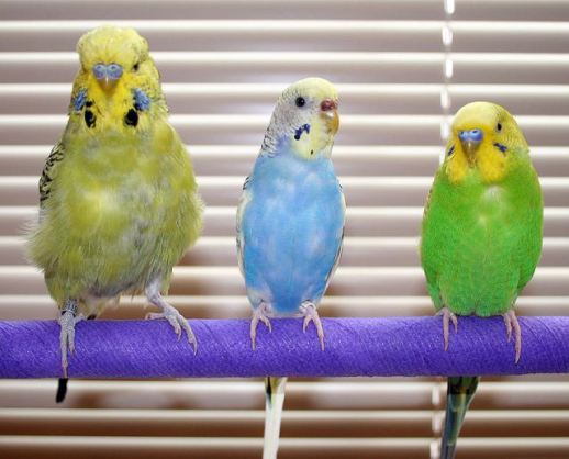 انواع طيور الحب بالصور 742px-melopsittacus_undulatus_-_english_budgie_and_american_parakeets